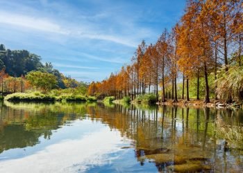 桃園秘境變身歐風美景　大漢溪右岸月眉濕地落羽松正美