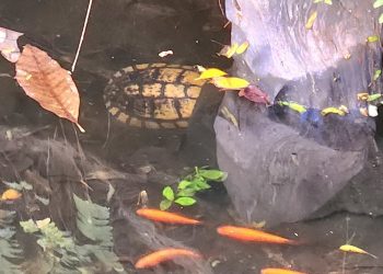 桃園市八德國中操場奇遇 師生救烏龜學會尊重生命