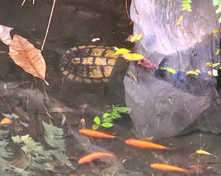 ▲泥濘小烏龜求救 八德國中孩子展現愛心行動。