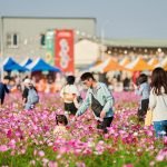 漫步28公頃花海！嘉義花海生活節18萬人同遊冬日暖色風景