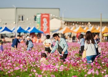 漫步28公頃花海！嘉義花海生活節18萬人同遊冬日暖色風景