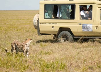 非洲篇震撼登場與獅子 獵豹 鬣狗比鄰而居 大草原景色激動落淚