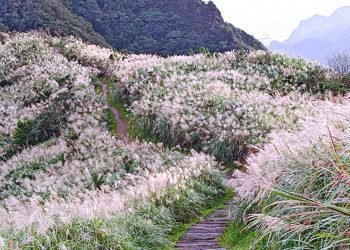 銀白芒海漫山城！瑞芳三安社區秋冬限定　賞芒花慢品金瓜石