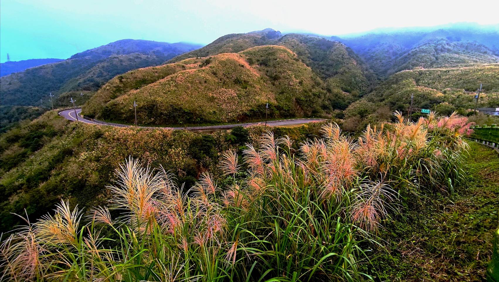 銀白芒海漫山城！瑞芳三安社區秋冬限定　賞芒花慢品金瓜石
