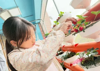 雲林推動智慧農業向下扎根　越港國小師生於雲林智慧教育中心迎來「莓」好豐收成果