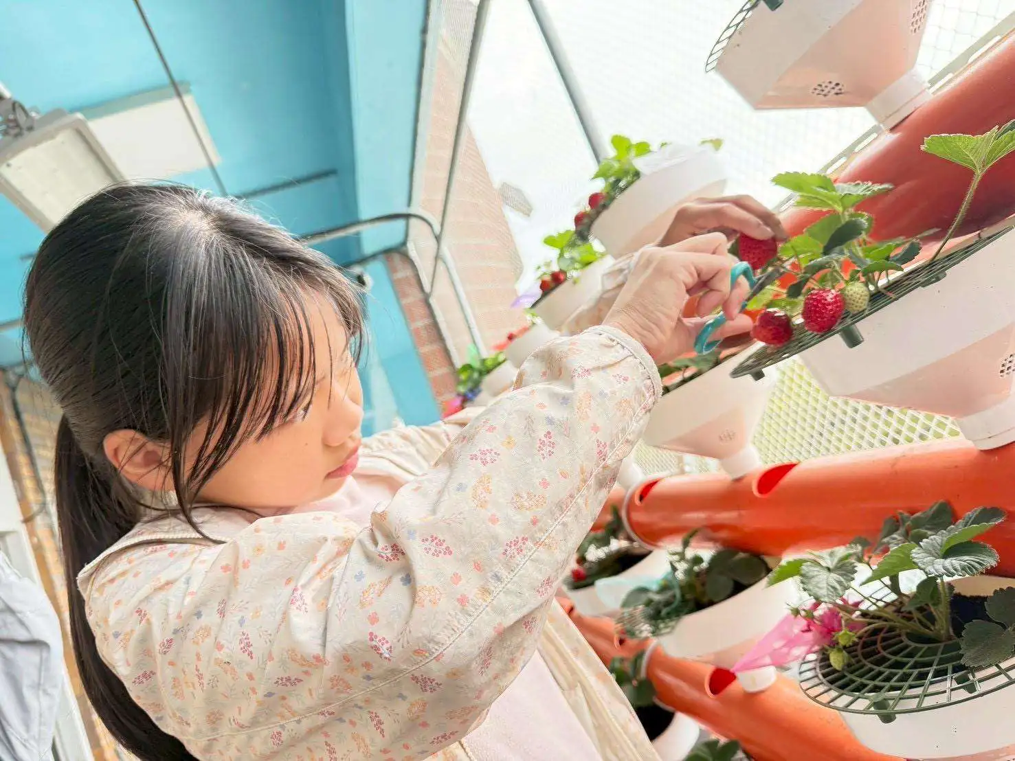 雲林推動智慧農業向下扎根　越港國小師生於雲林智慧教育中心迎來「莓」好豐收成果