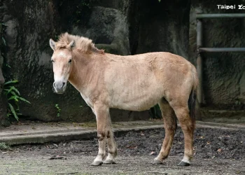 世界唯一野馬的重生之路　北市動物園述說蒙古野馬傳奇