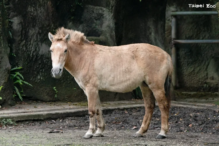 世界唯一野馬的重生之路　北市動物園述說蒙古野馬傳奇