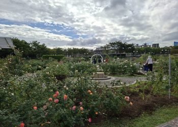 春天必訪賞花祕境　臺北玫瑰展浪漫開園