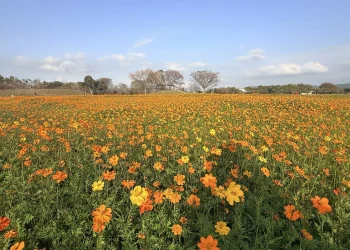 后里花田綠廊冬日花海登場　中市環保公園黃波斯、向日葵1、2月接力綻放　神秘嬌客「黑天鵝」即將現身