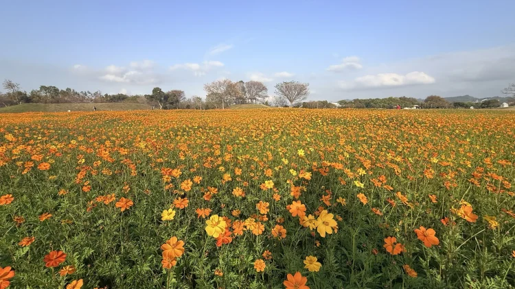 后里花田綠廊冬日花海登場　中市環保公園黃波斯、向日葵1、2月接力綻放　神秘嬌客「黑天鵝」即將現身