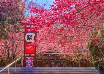 全台最大賞櫻盛會開幕　九族櫻花祭一路嗨到3月8日