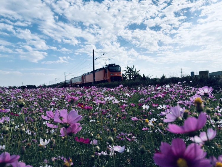 台中推動冬季景觀綠肥 打造海線鐵道花田風光