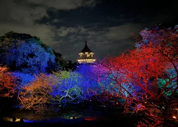 夜櫻賞燈遇見幾米　淡水天元宮「花見櫻花季」浪漫開跑