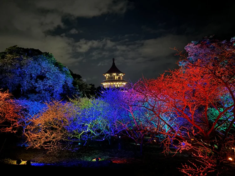 夜櫻賞燈遇見幾米　淡水天元宮「花見櫻花季」浪漫開跑