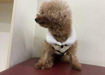 官民攜手抗低溫　北市動物之家打造毛孩安心過冬環境