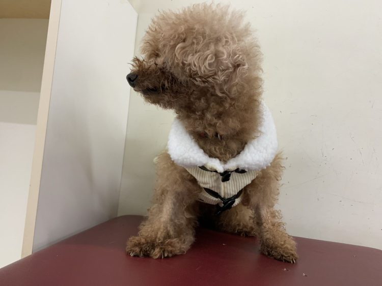 官民攜手抗低溫　北市動物之家打造毛孩安心過冬環境