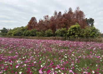 花開西屯迎新春　廣納幸福花海季浪漫登場