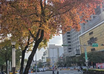 冬天裡的一把火　北市楓香染紅迎新年