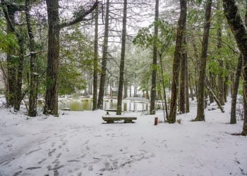 不必出國也有雪國感！梨山冬季限定吸引旅客上山