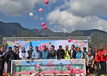 許淑華邀全民賞櫻　草坪頭櫻花季春節登場