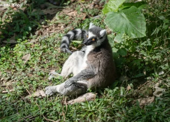 熱帶狐猴也愛臺灣冬日暖陽　北市動物園見證「躺平」曬幸福時光
