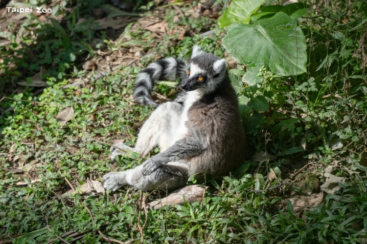 熱帶狐猴也愛臺灣冬日暖陽　北市動物園見證「躺平」曬幸福時光