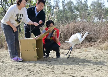 軟頸虛弱倒臥鹽田到振翅重返天際　嘉縣成功救援黑面琵鷺野放