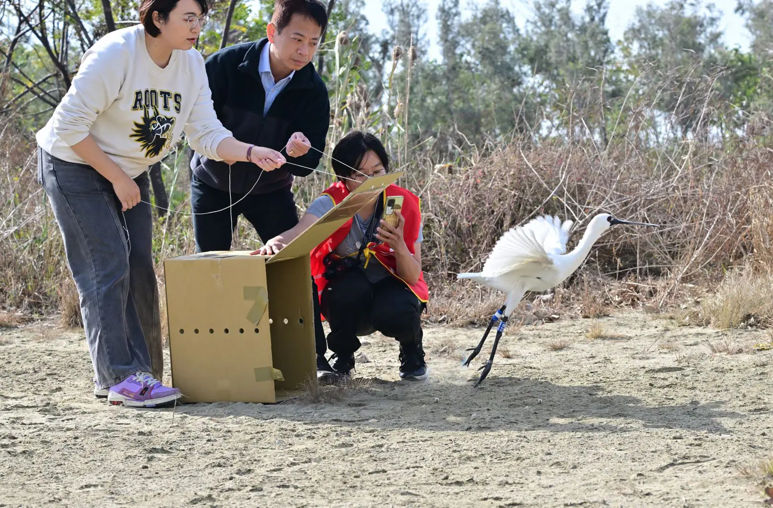 軟頸虛弱倒臥鹽田到振翅重返天際　嘉縣成功救援黑面琵鷺野放