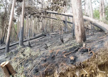張麗善縣長率隊勘查草嶺山林火警　指示建置蓄水系統及消防管線　強化救災量能