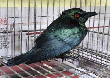 「紅眼詭光鳥」叩敲大樓住家玻璃護欄　竟是亞洲輝椋鳥求救