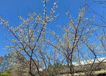 賞梅時節　逸仙、奇岩公園梅花喜報春
