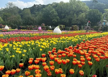 璀璨燈藝點亮台北夜色　2026台北燈節跨西門、圓山登場