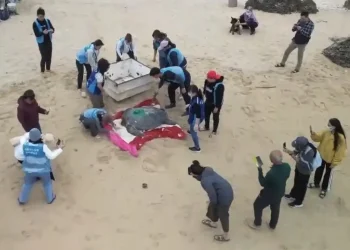 暖化下冬季母龜產卵　海保署啟動衛星追蹤