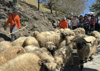 百羊奔騰迎新春　清境農場「奔羊節」2月登場