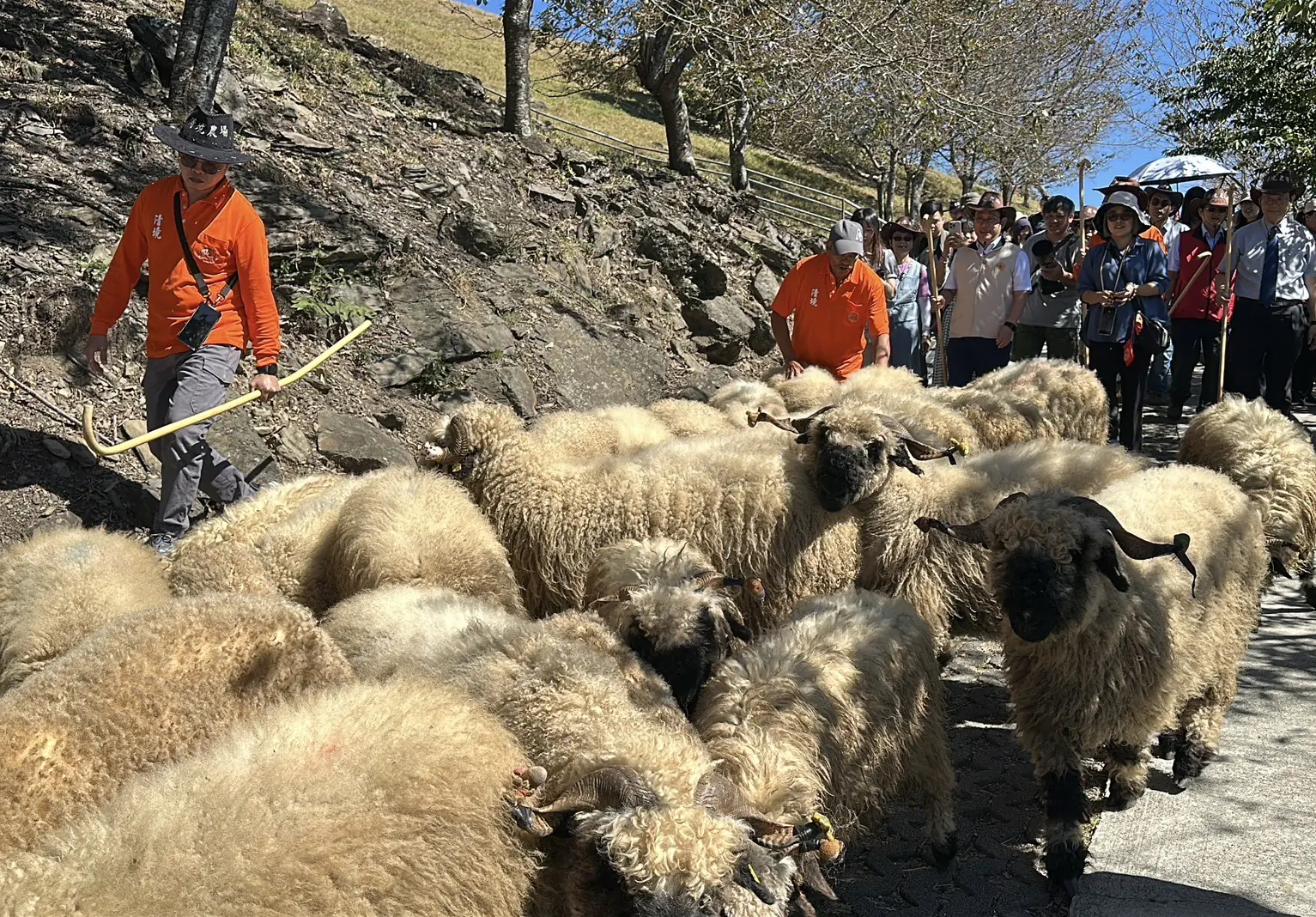 百羊奔騰迎新春　清境農場「奔羊節」2月登場