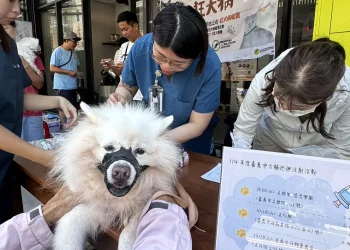 守護毛孩健康！嘉義市祭出絕育補助、狂犬疫苗免費打