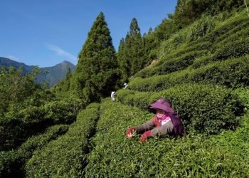 新耕作制度可讓不除草反而更好 農業成為對抗氣候變遷的力量