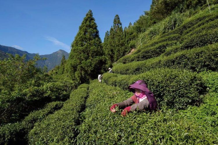 新耕作制度可讓不除草反而更好 農業成為對抗氣候變遷的力量