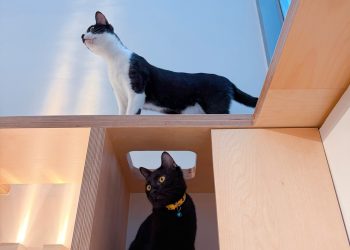 以愛心及溫馨為經營訴求 貓御守貓咪旅館正式開業