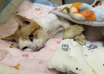 助老街貓安老！北市街貓計畫20年　Lucky獲醫療終養