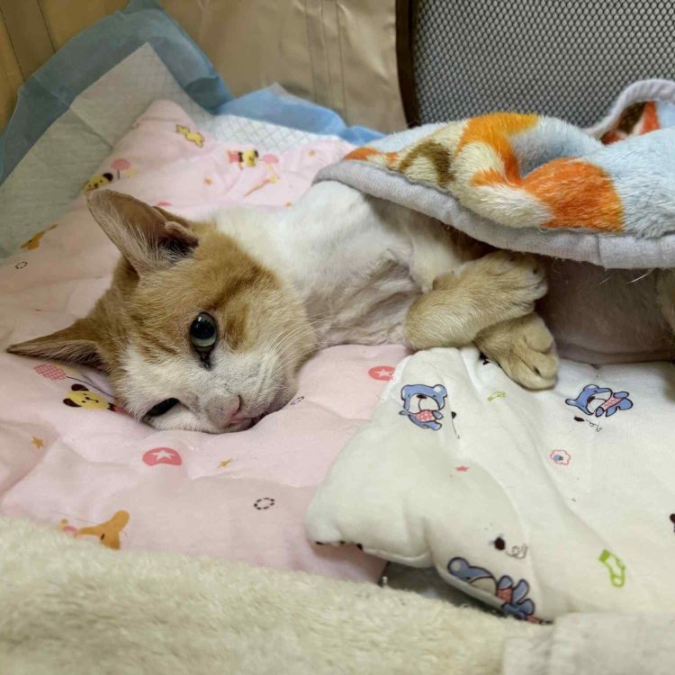 助老街貓安老！北市街貓計畫20年　Lucky獲醫療終養