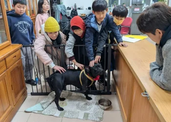 湖田實小3肢校犬「安生」進駐校長室　打造校園溫暖生命教育