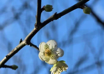 梅花點綴湖畔林間　南港公園迎來冬季限定美景