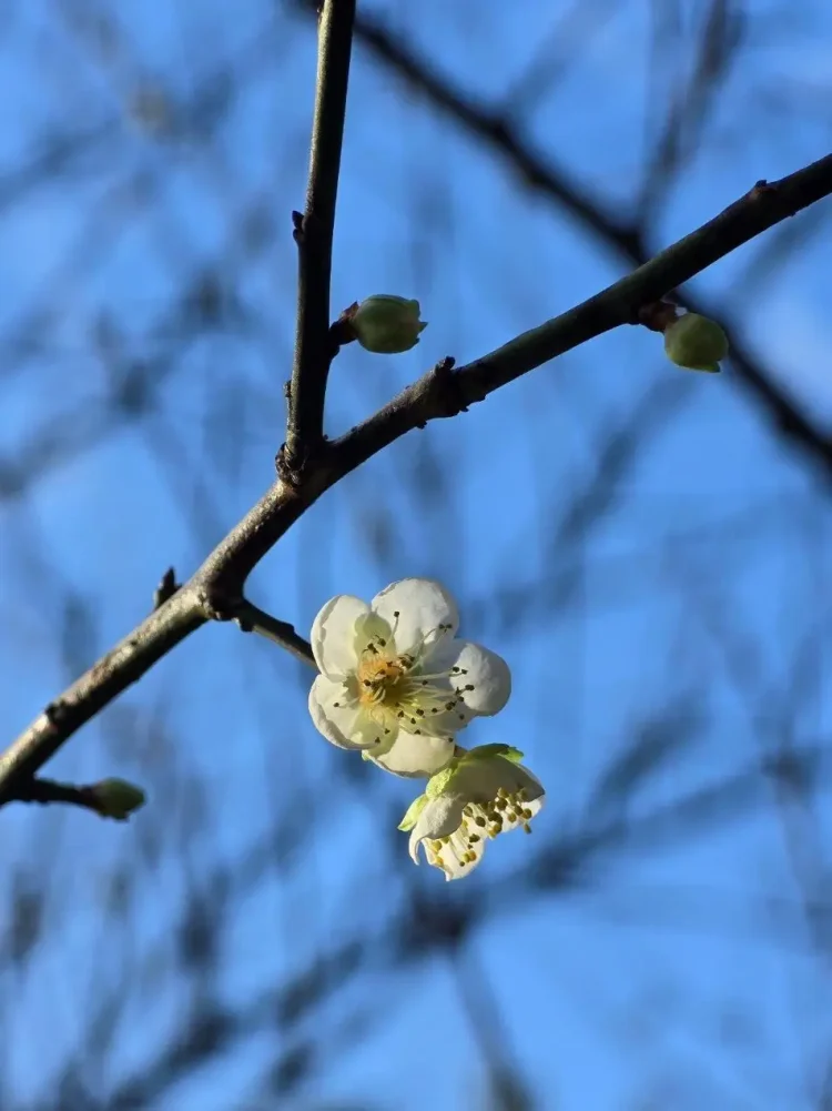 梅花點綴湖畔林間　南港公園迎來冬季限定美景