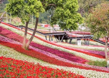不用出國也像在富良野！三層崎花海開展　北投春季散步剛剛好