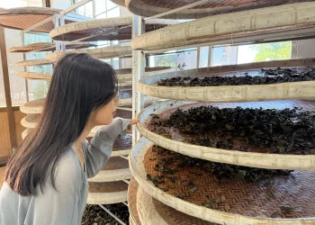 茶香、生態與山景交織　南港茶山四季皆精彩