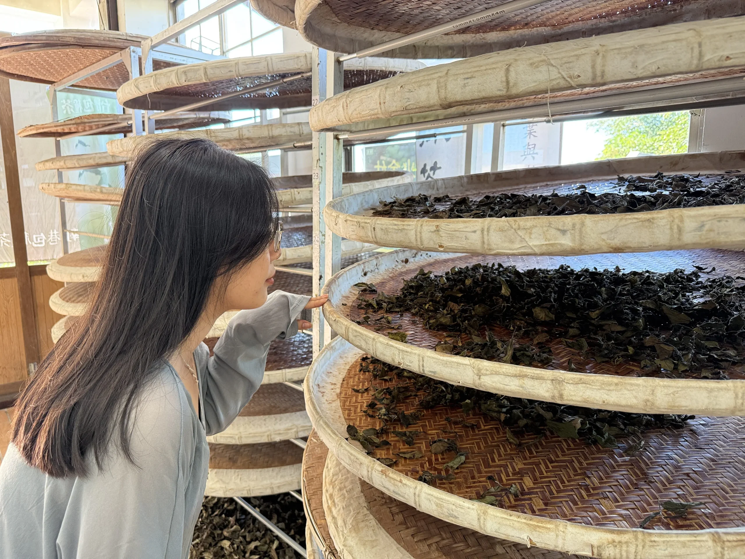 茶香、生態與山景交織　南港茶山四季皆精彩