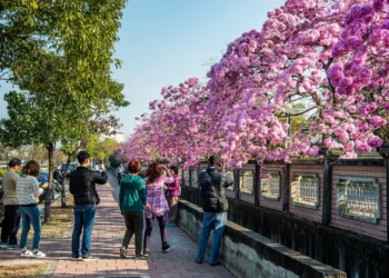洋紅風鈴木盛開迎新春　黃花風鈴木三月接力綻放