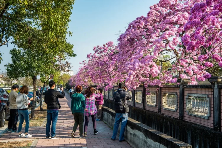 洋紅風鈴木盛開迎新春　黃花風鈴木三月接力綻放